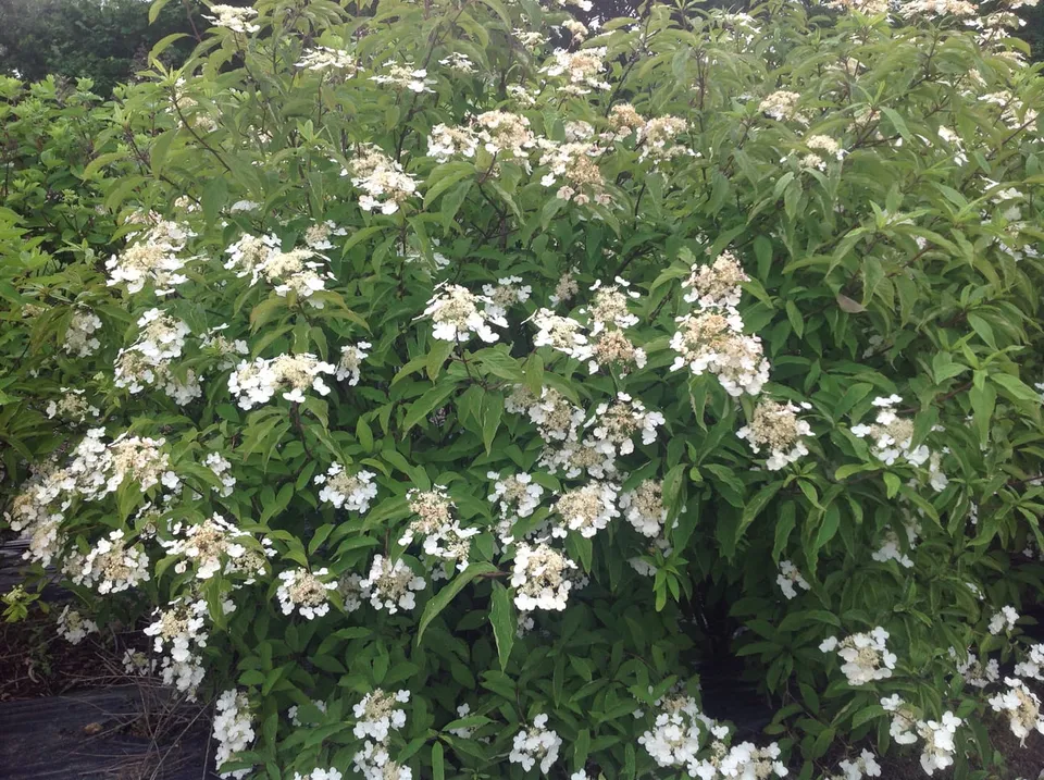 Les Hortensias du Haut Bois Bretschneideri Hydrangea heteromalla hortensia