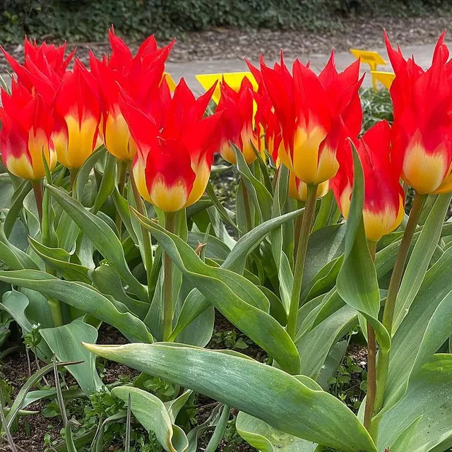 Bakker Tulipe Flames Mystery 5 bulbes rouge fosteriana mars