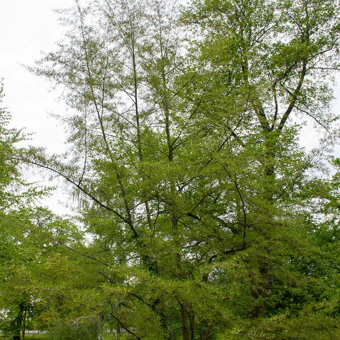 Bakker Aulne glutineux Imperialis arbre pot 3L 100-150cm