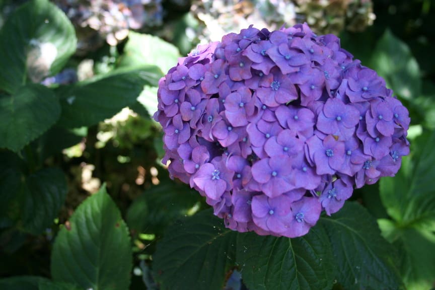 Königin Wilhelmina hortensia macrophylla godet rond