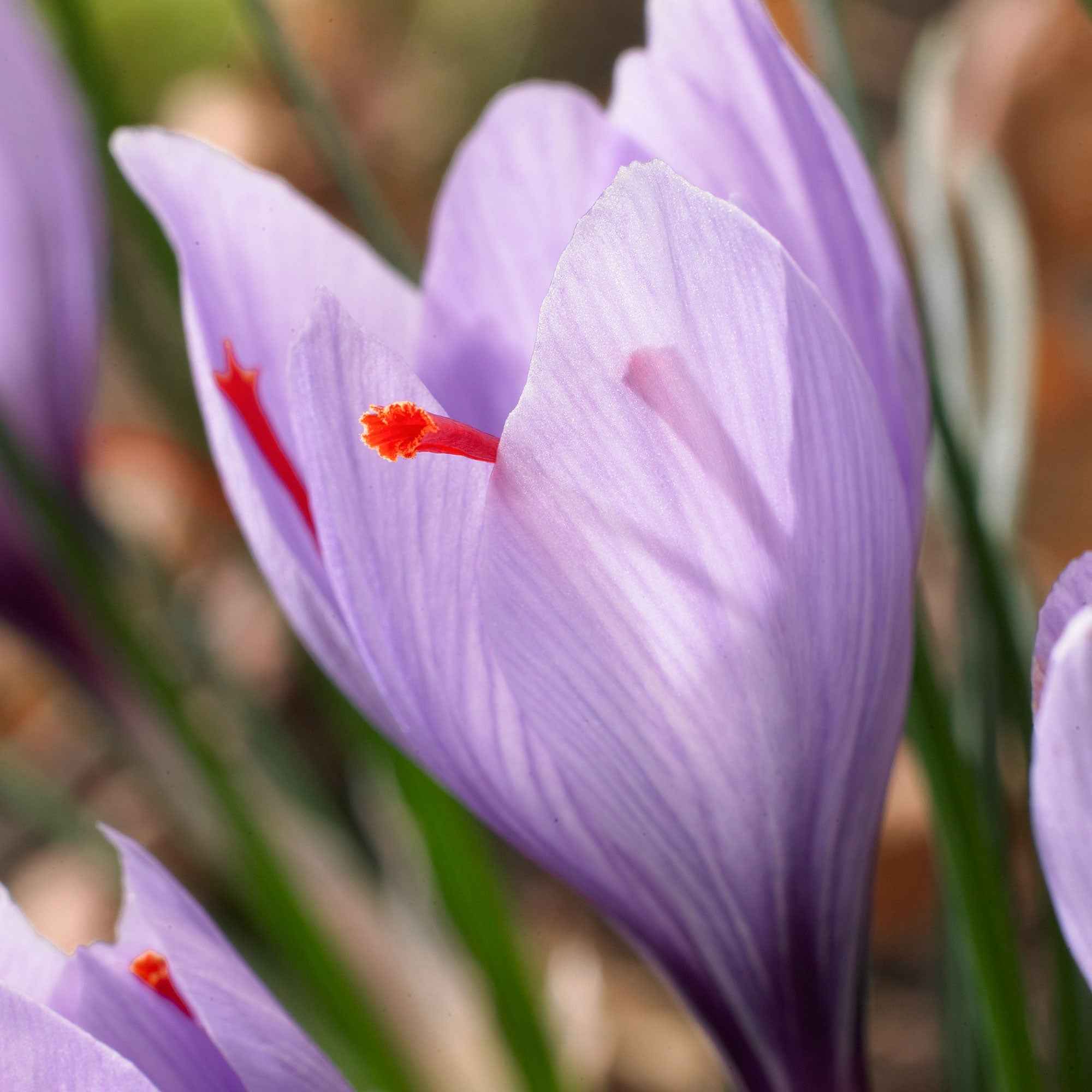 Bakker Crocus safran 10 bulbes violet automne