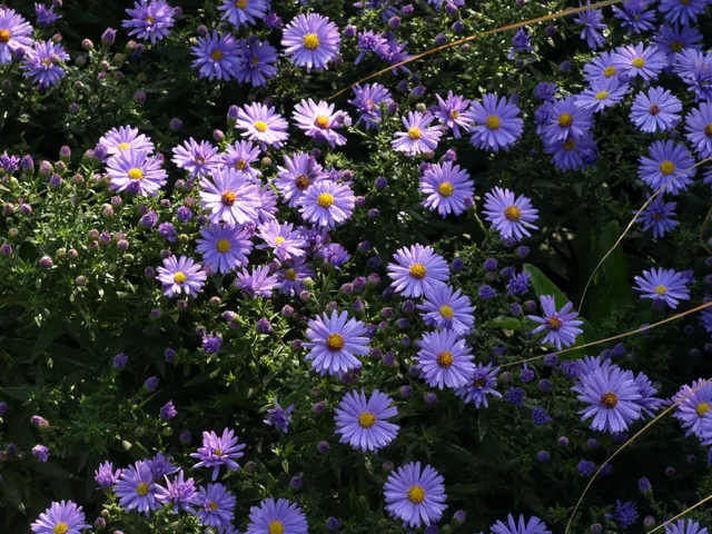 Passion Vivaces Aster Dumosus Lady in Blue godet bleu lavande