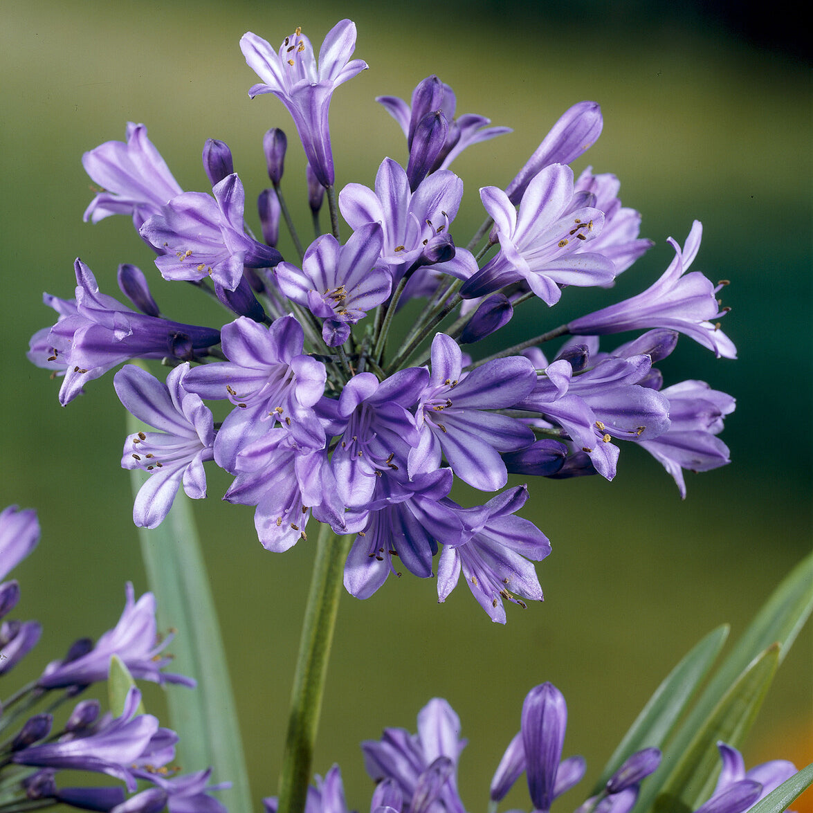Bakker Agapanthe Blue Triumphator plante vivace bleue pot 9 cm