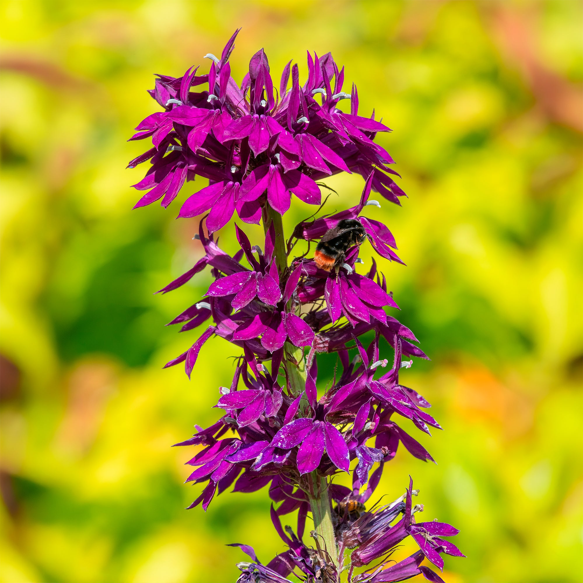 Bakker Lobelia Vedrariensis vivace pot 8cm violet