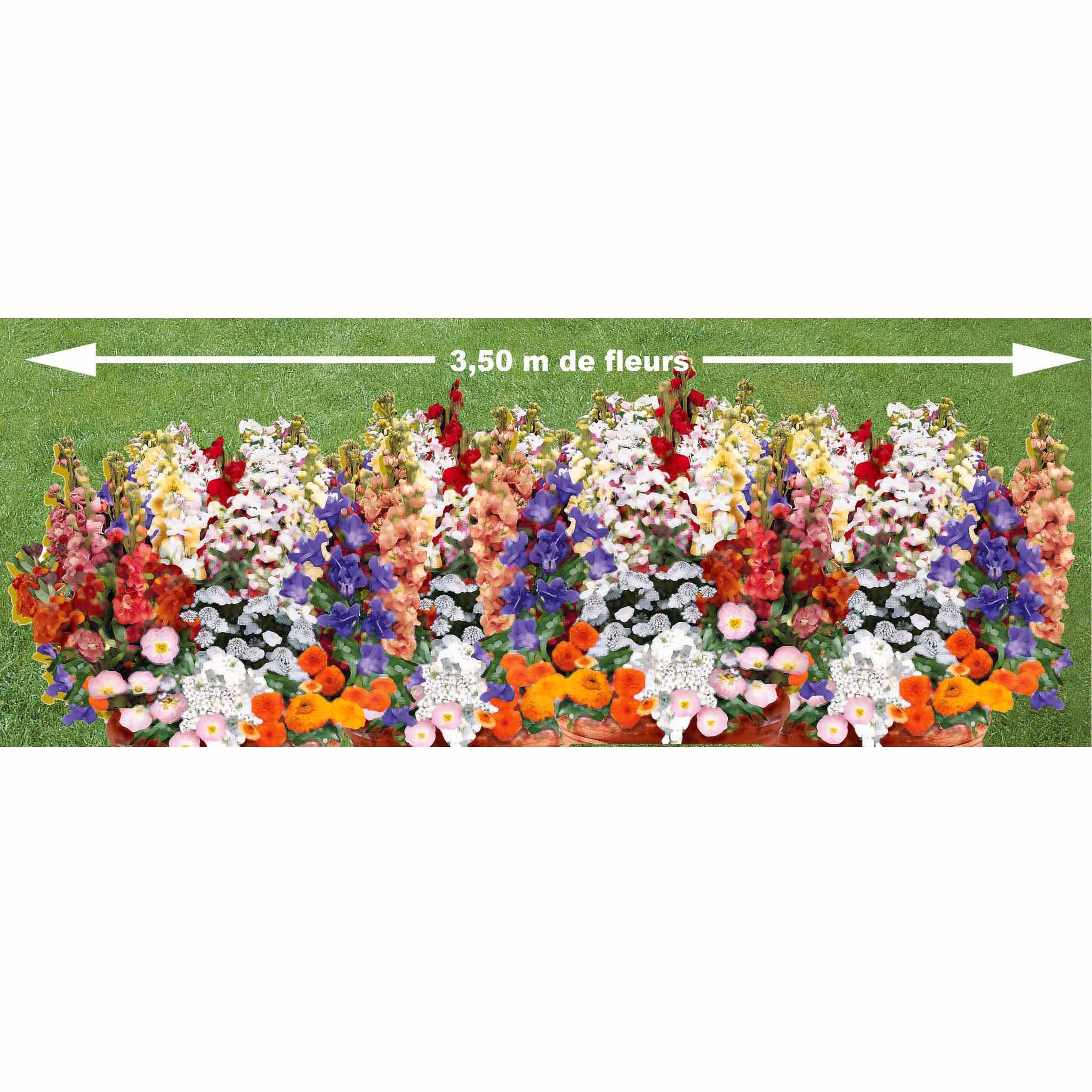 Bakker Potager et Graines Tapis fleurs graine 4g parfumé