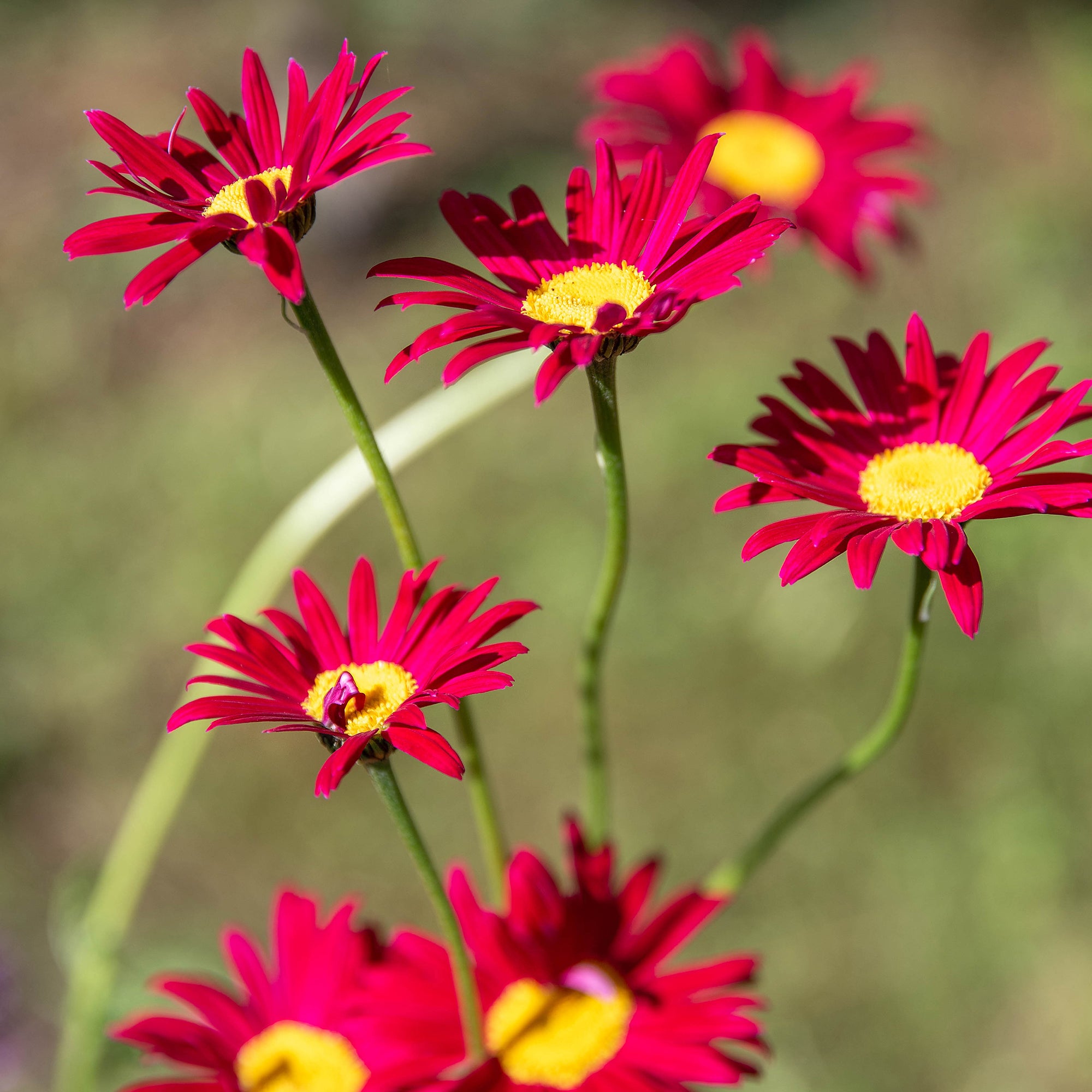 Bakker Robinsons Red pyrèthre vivace pot 9cm marguerite rouge