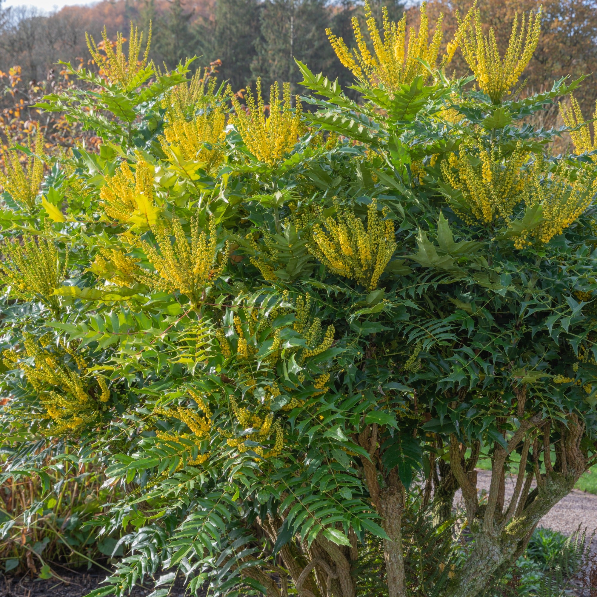 Bakker Mahonia Winter Sun arbuste pot 3L jaune hiver