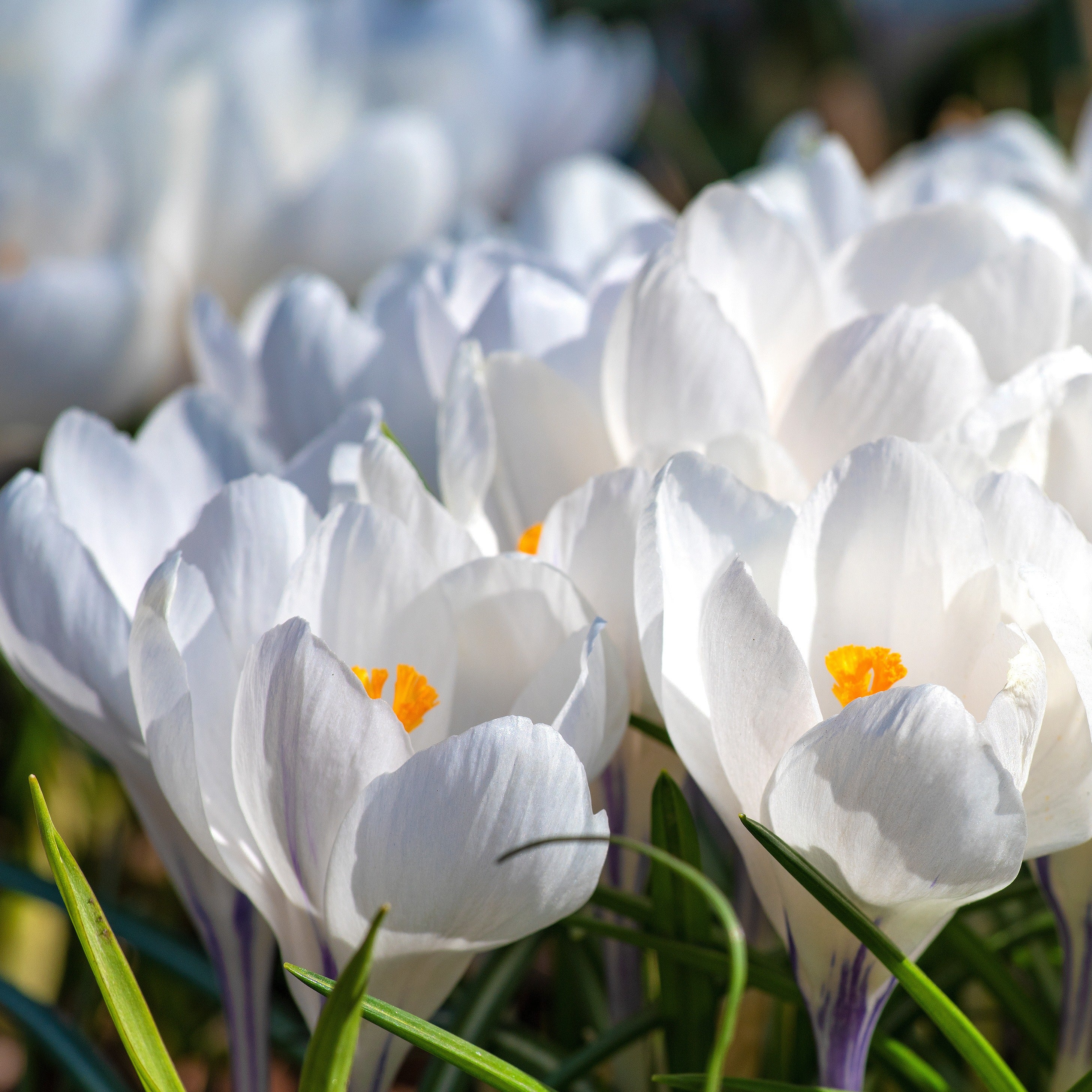 Bakker Jeanne d'Arc crocus blanc sachet 15 bulbes
