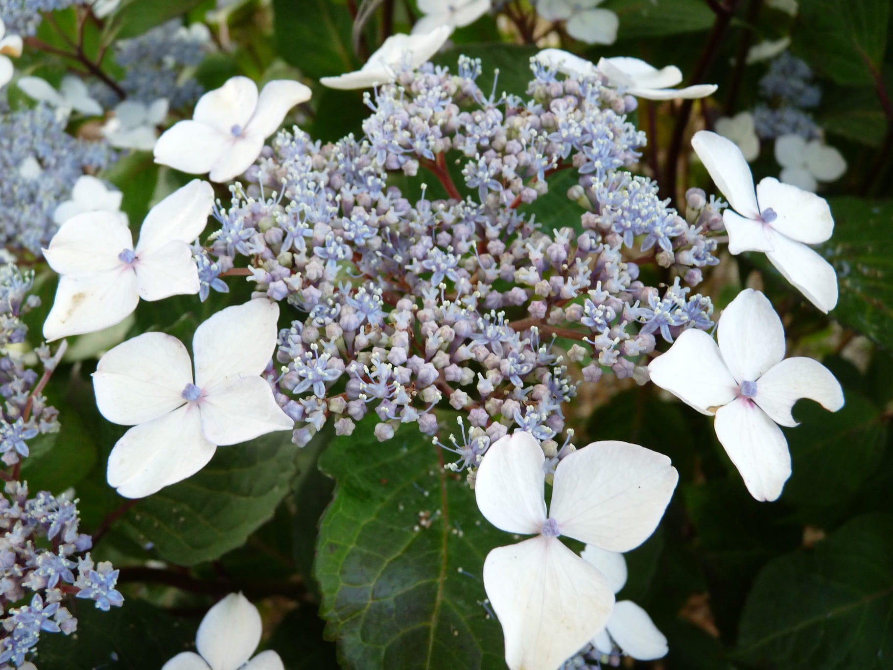 Les Hortensias du Haut Bois Ramis Pictis hortensia serrata