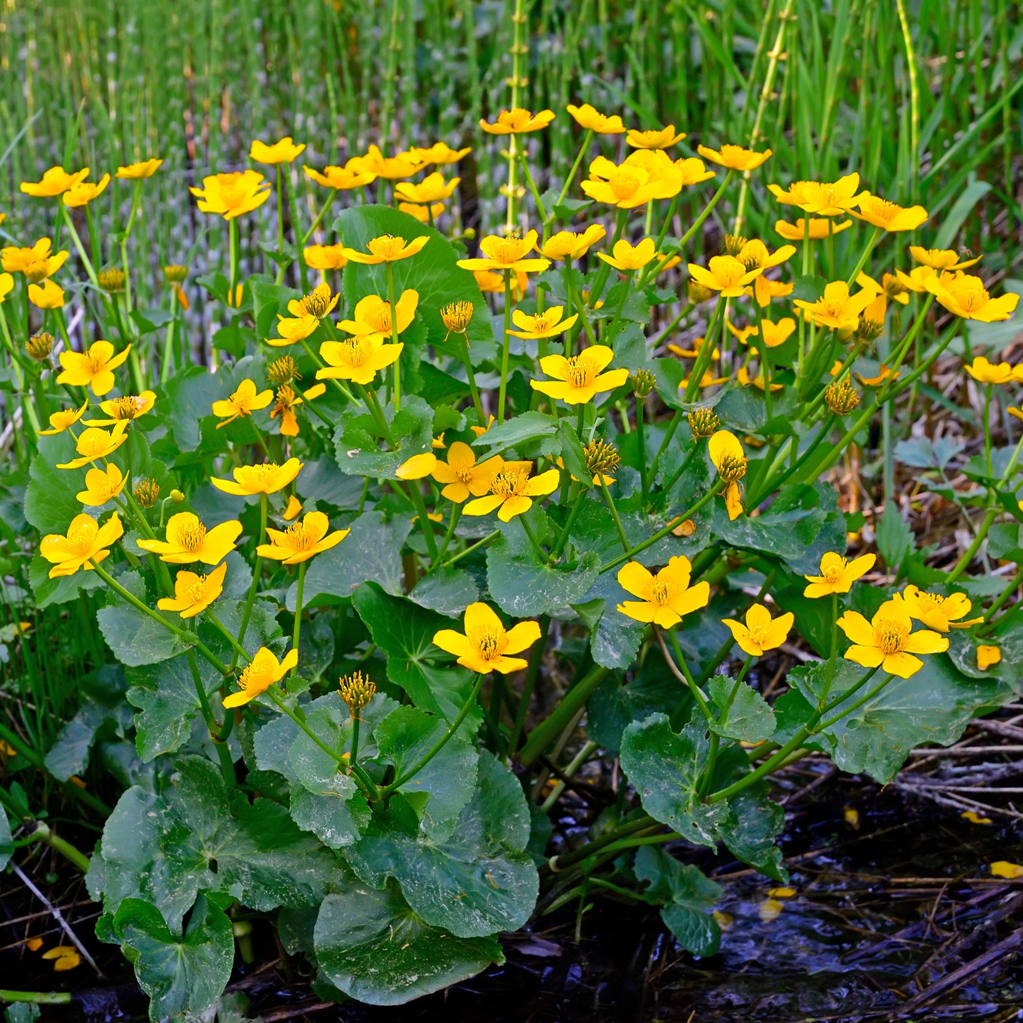 Bakker Plantes de bassin Populage des marais souci d’eau pot jaune