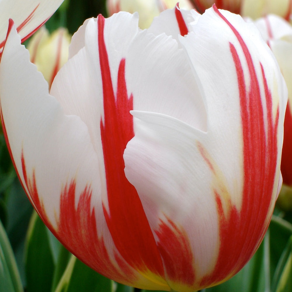 Bakker Bulbes à fleurs Tulipes Triomphe Carnaval de Rio bulbes sachet 10 rouge