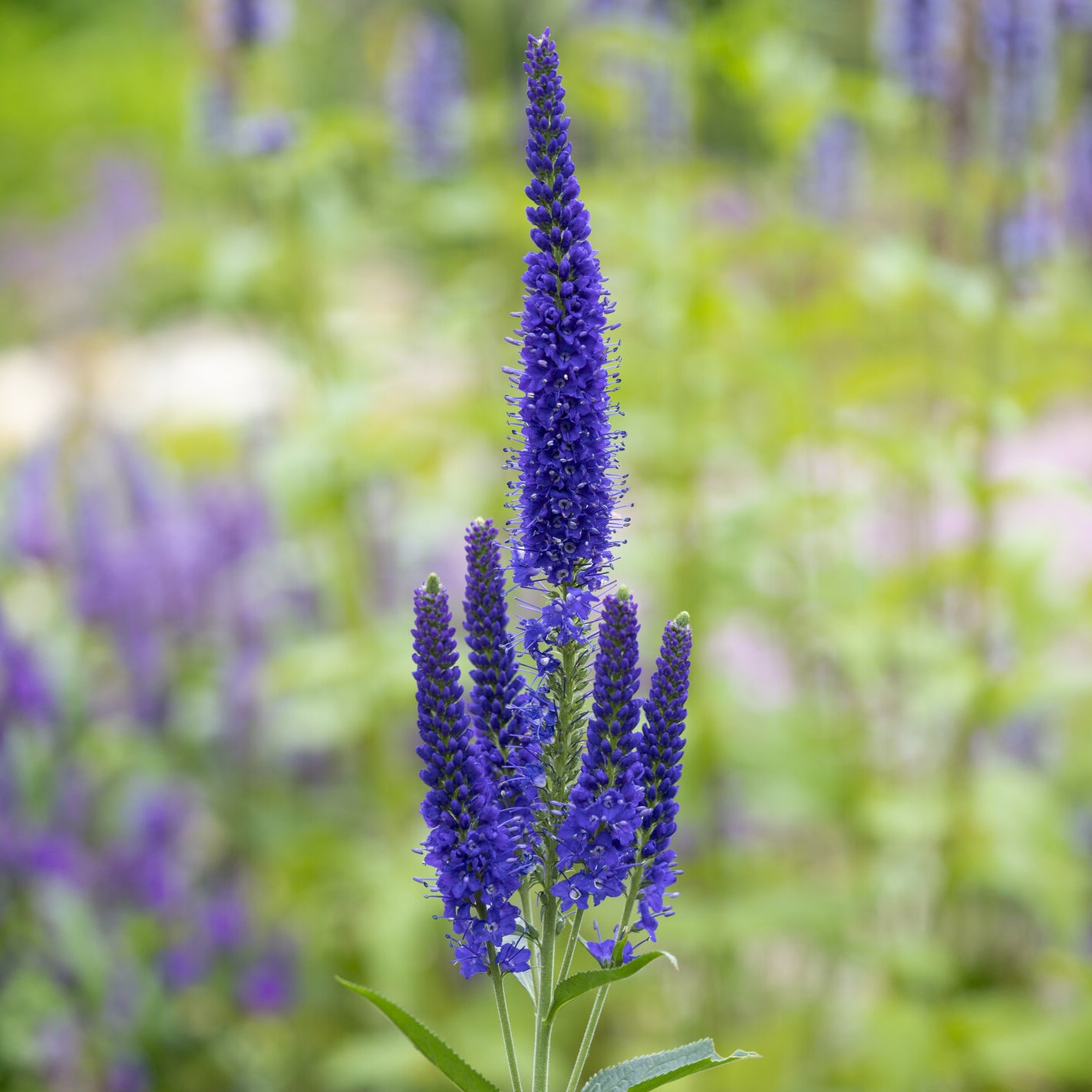 Bakker Véronique Marietta vivace pot Ø 9cm fleur violette