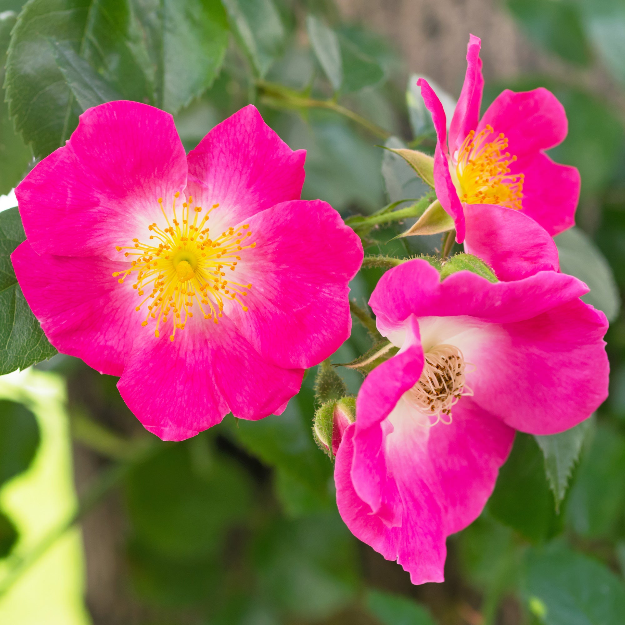 Bakker Rosier liane American Pillar grimpant pot 4L rose vif