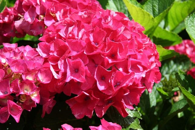 Les Hortensias du Haut Bois Rome hortensia boule fleurs rondes
