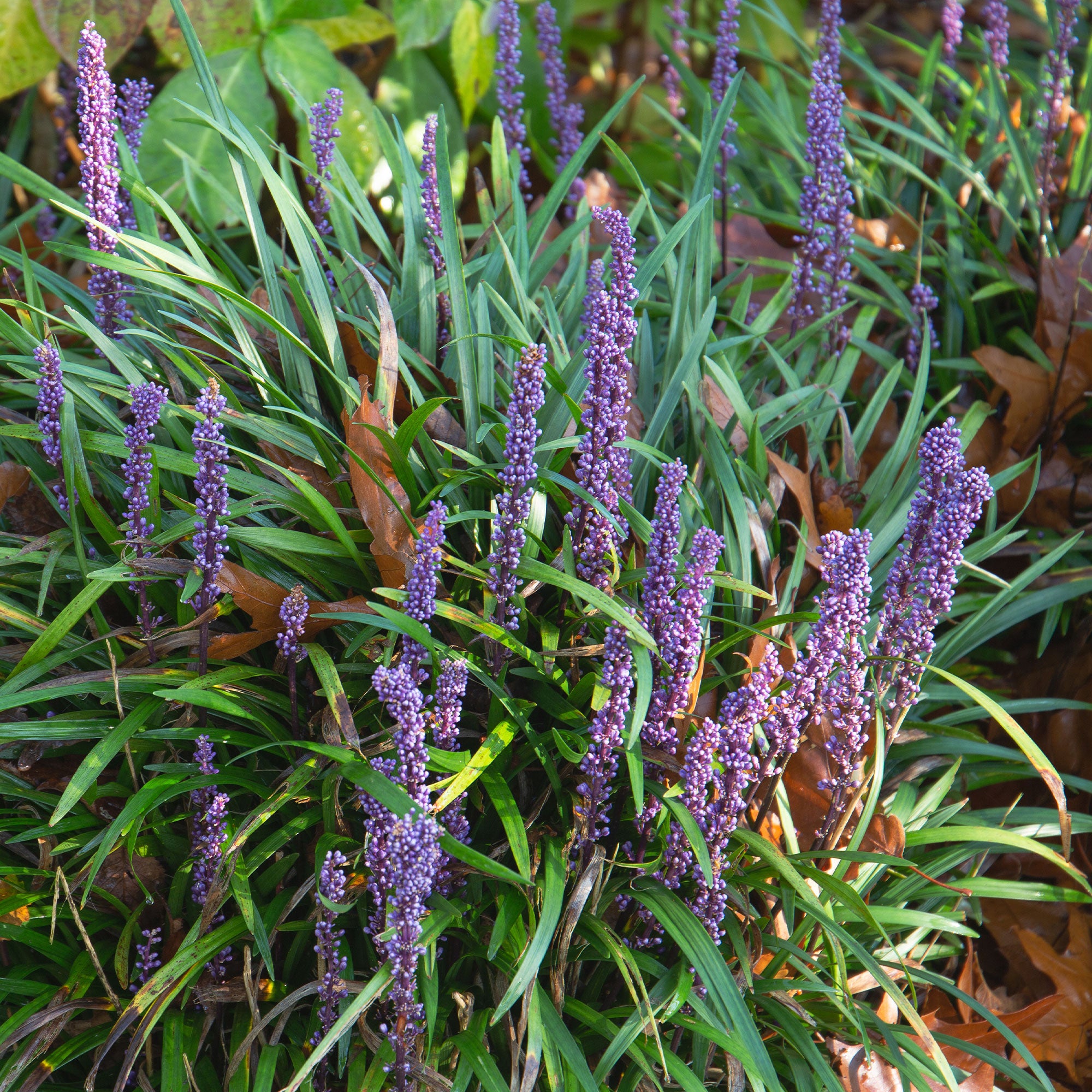 Bakker Liriope Evergreen Giant faux-muscari persistant pot 9cm