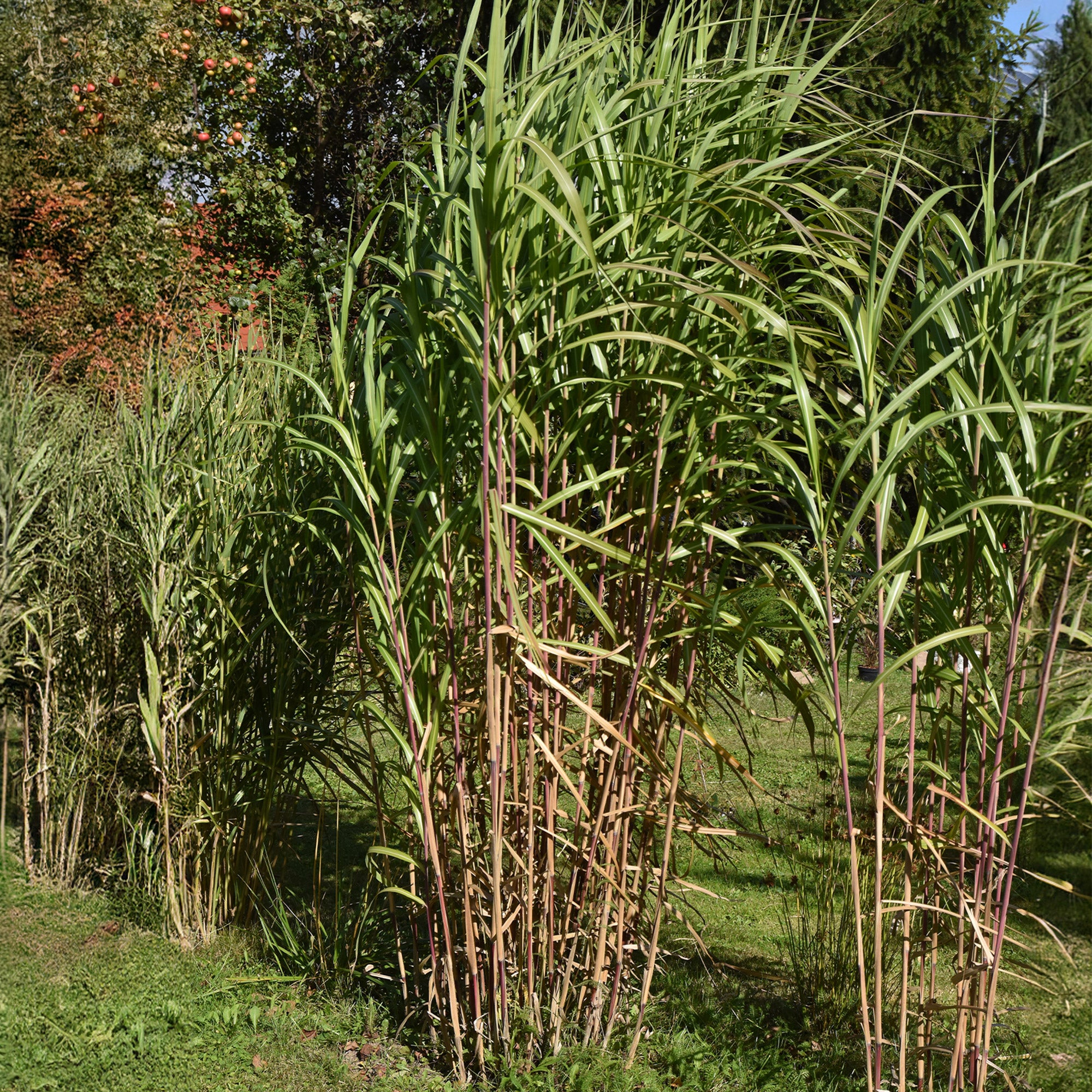 Bakker Eulalie gigantesque graminée pot Ø9cm brise-vue