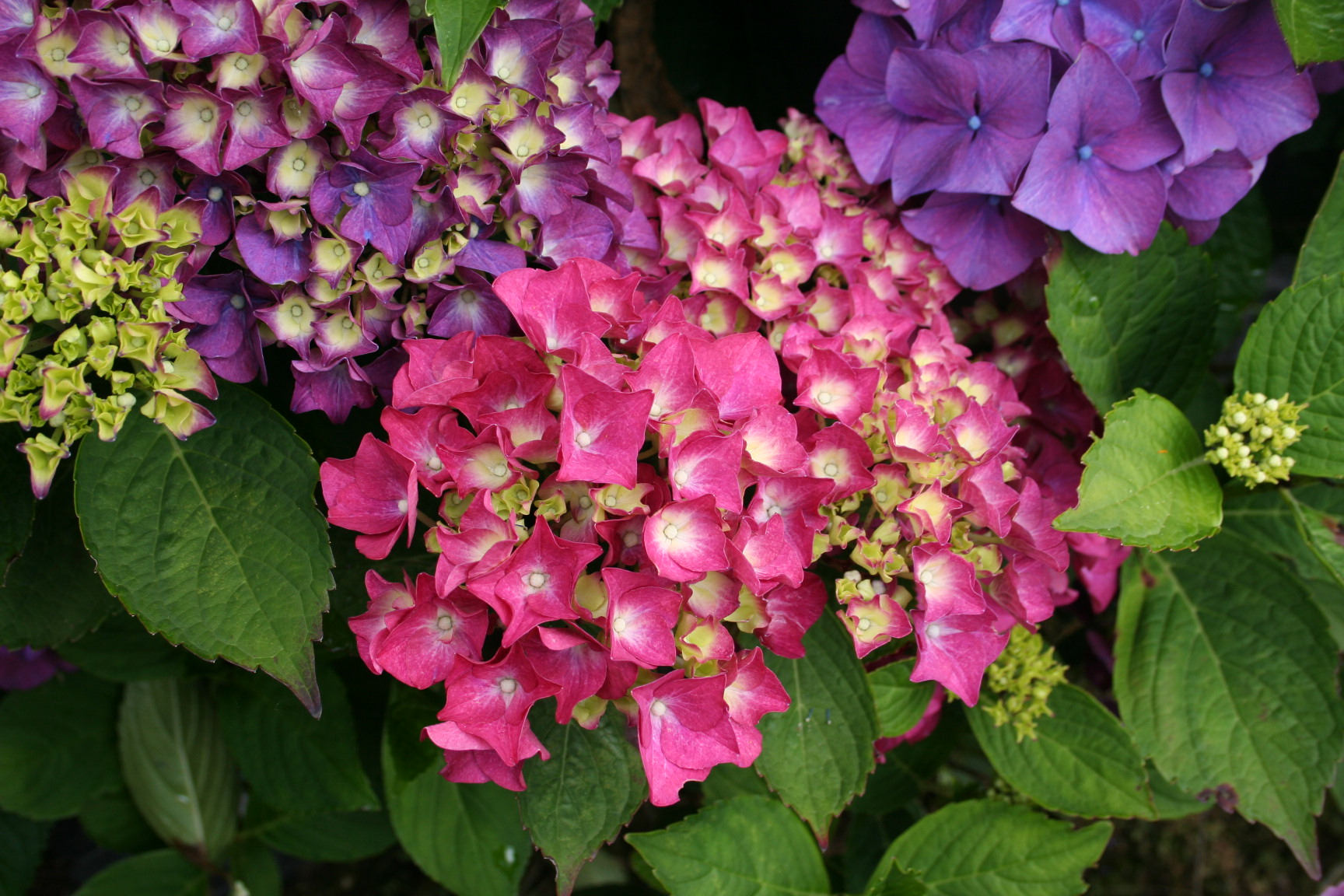 Les Hortensias du Haut Bois Harry's Red Hortensia Godet