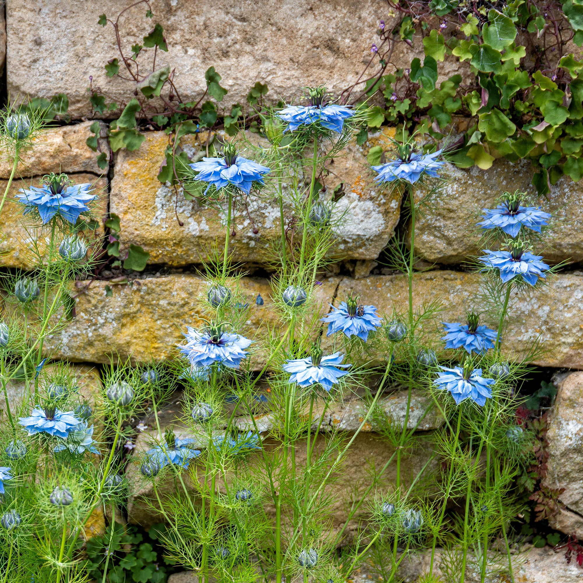 Bakker Miss Jekyll Blue nigelle sachet 1g bleue