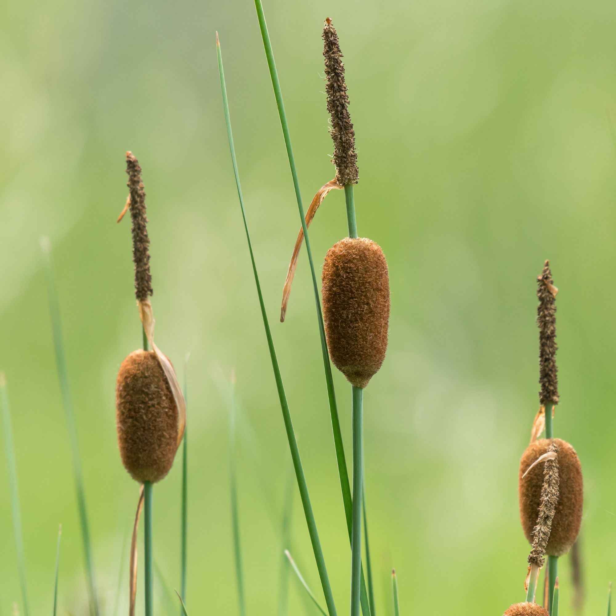 Bakker Typha minima massette naine plante bassin pot 9cm