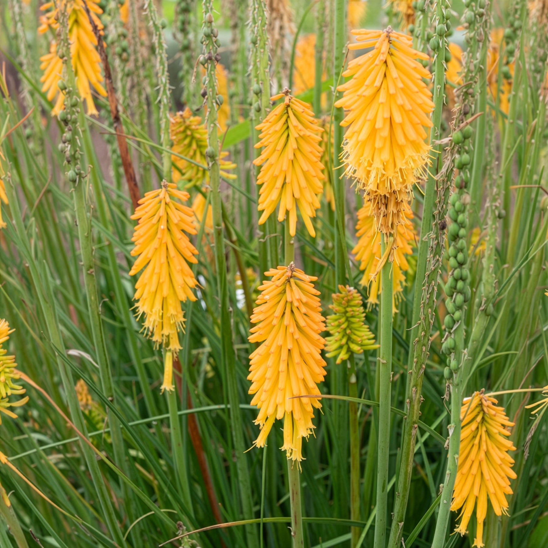 Bakker Tritoma Mango Popsicle Kniphofia fleur pot Ø9cm orange