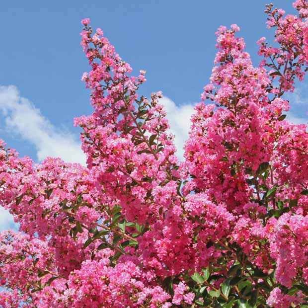 Bakker Arbustes Lilas des Indes rose pot 9cm floraison été