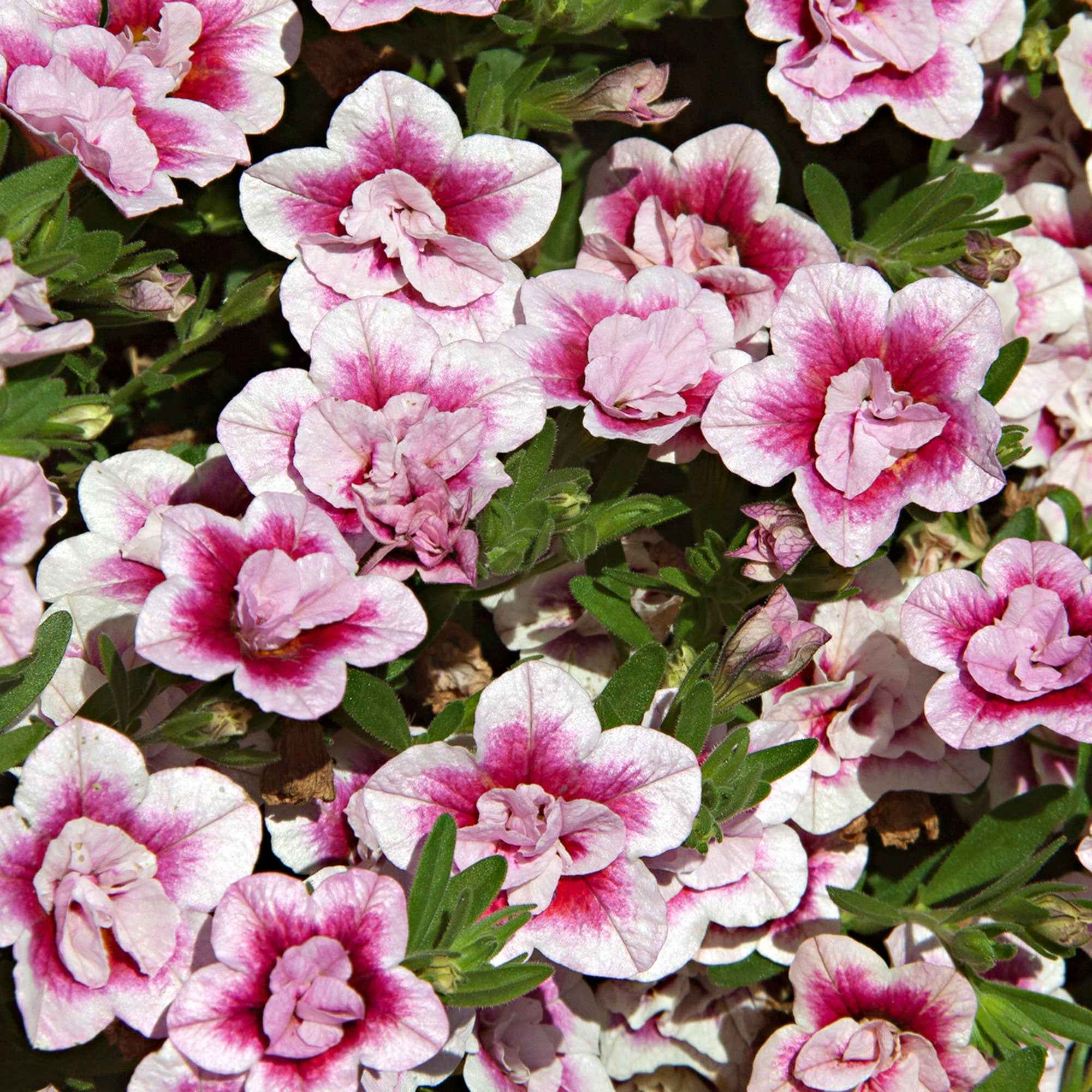 Bakker Calibrachoa PinkTastic retombant 3 pots 10.5cm rose