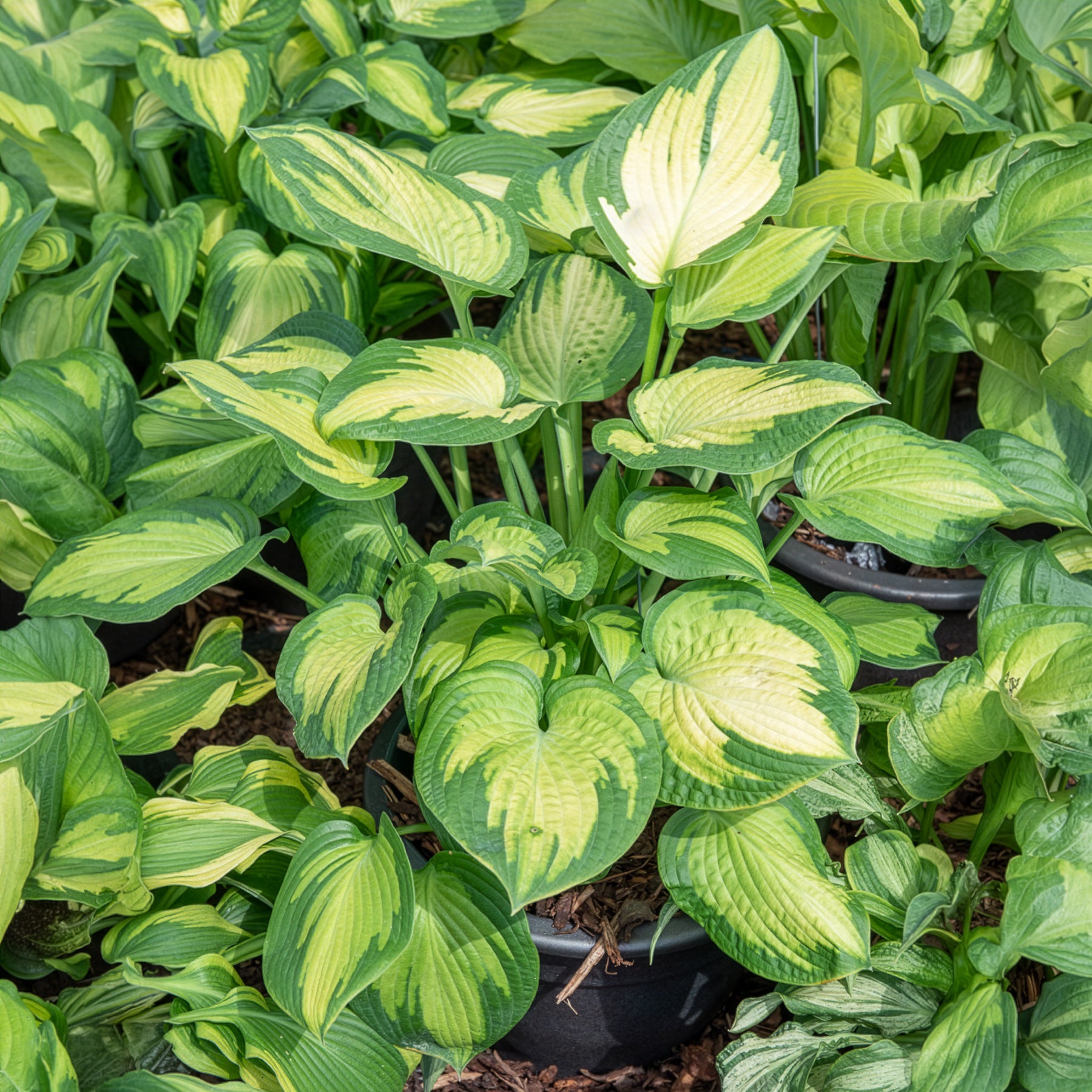 Bakker Paul's Glory hosta pot 3L feuillage doré ombre