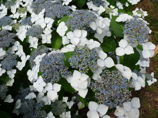 Les Hortensias du Haut Bois White Wave hortensia fleurs plates godet