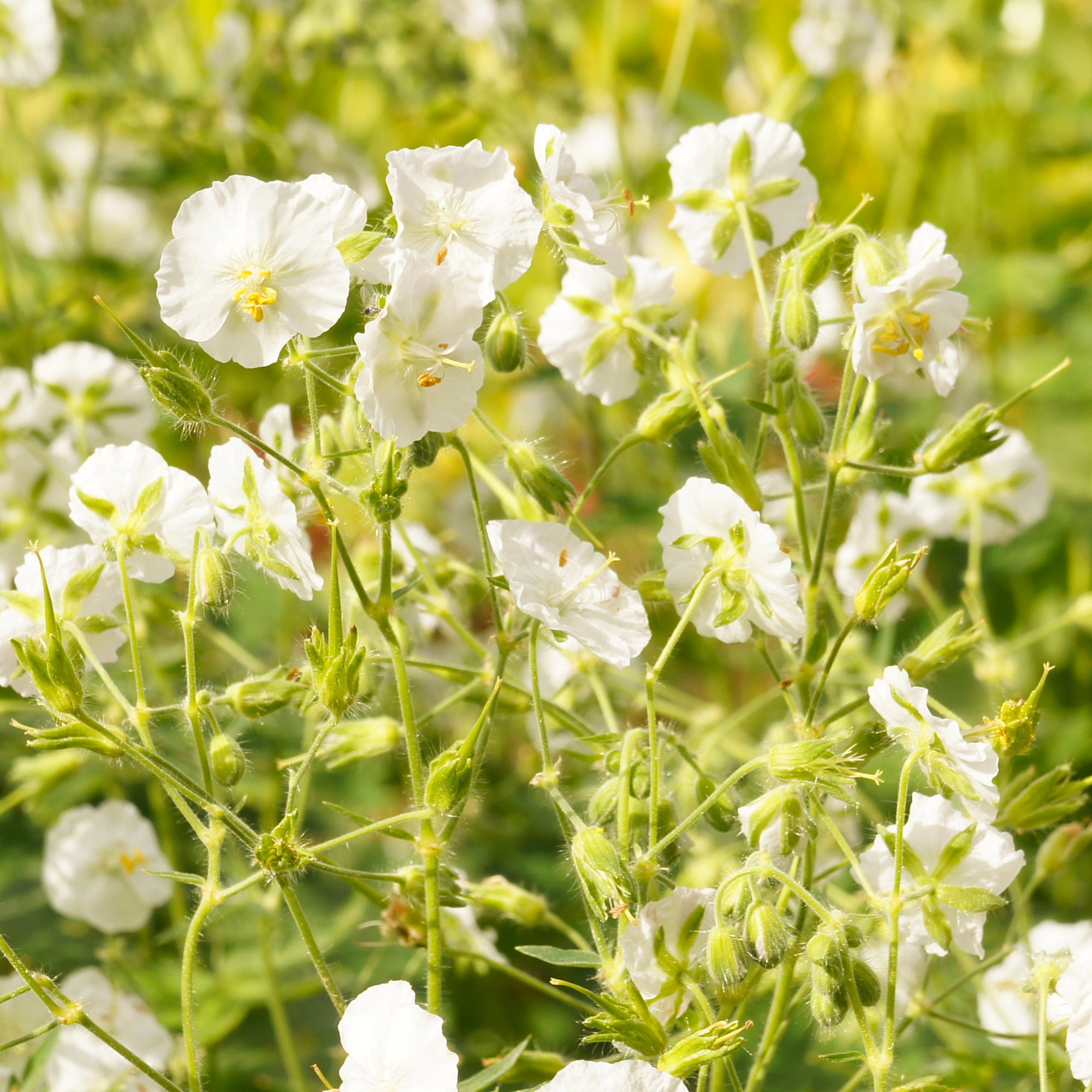 Bakker Géranium vivace fleurs blanches pot Ø9cm ombre