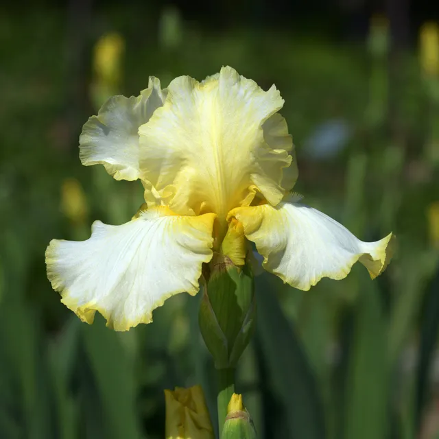 Bakker Iris de jardin Brides Halo vivace blanche pot 8cm parfumé