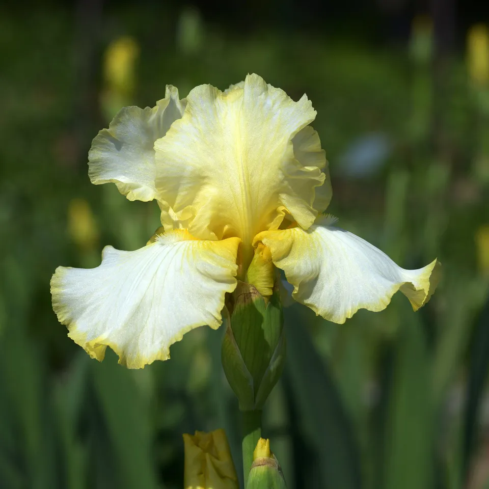 Bakker Iris de jardin Brides Halo vivace blanche pot 8cm parfumé