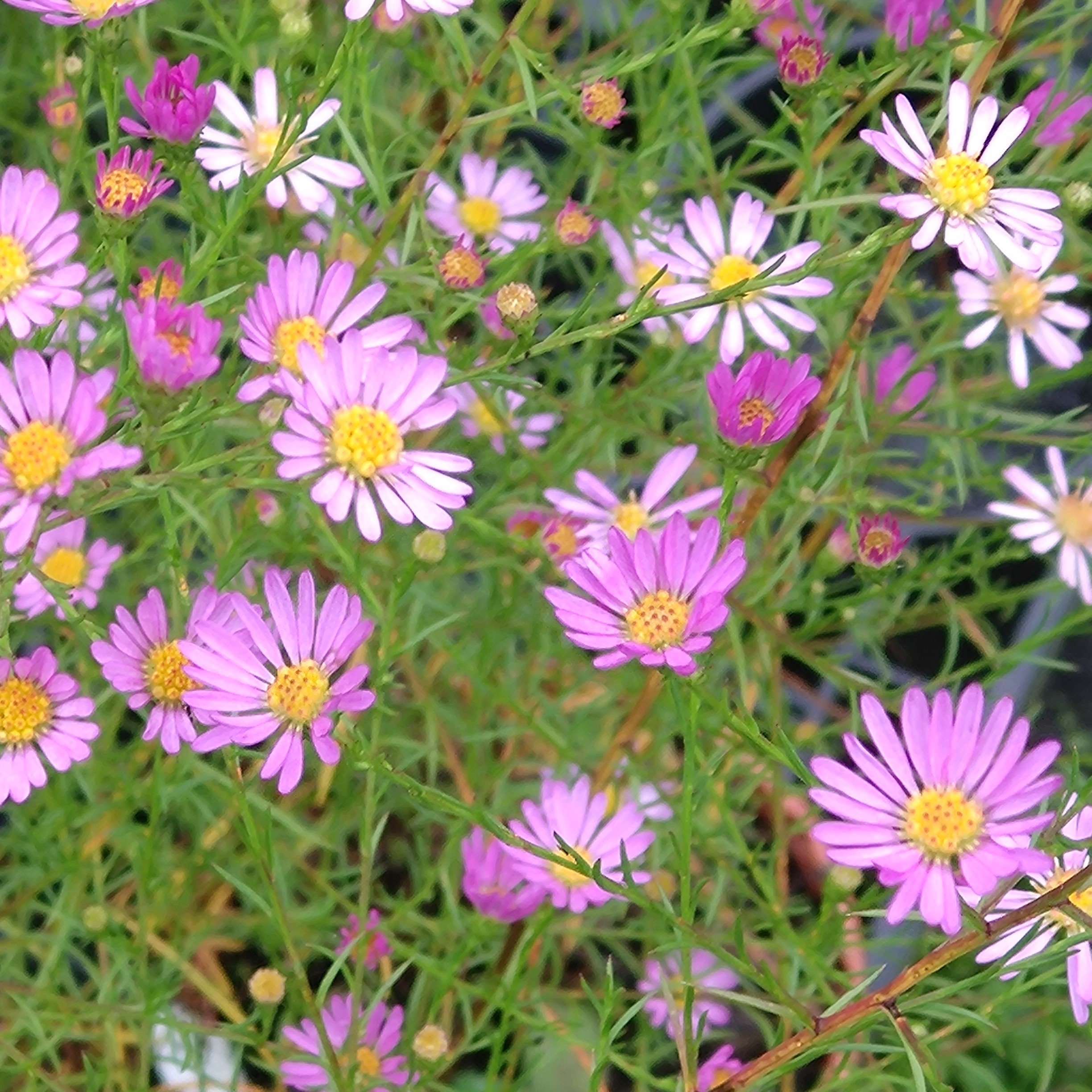 Passion Vivaces Aster ericoides Tramonto plante vivace godet rose
