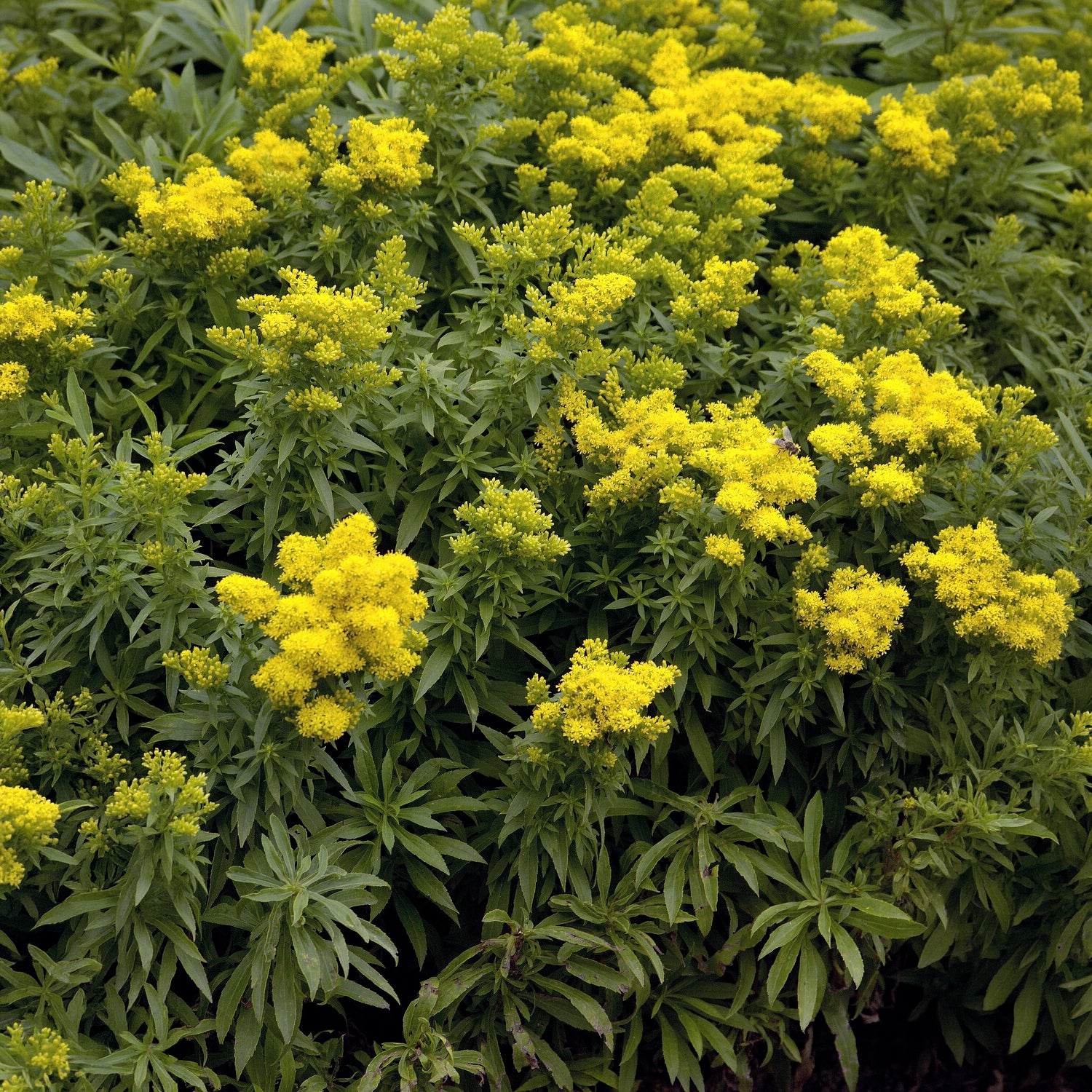 Bakker Solidago Golden Dwarf vivace pot 9cm jaune