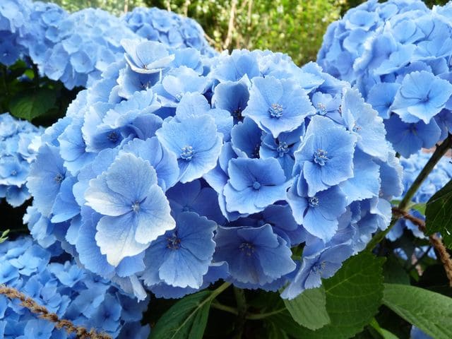 Les Hortensias du Haut Bois Homigo hortensia rond rose