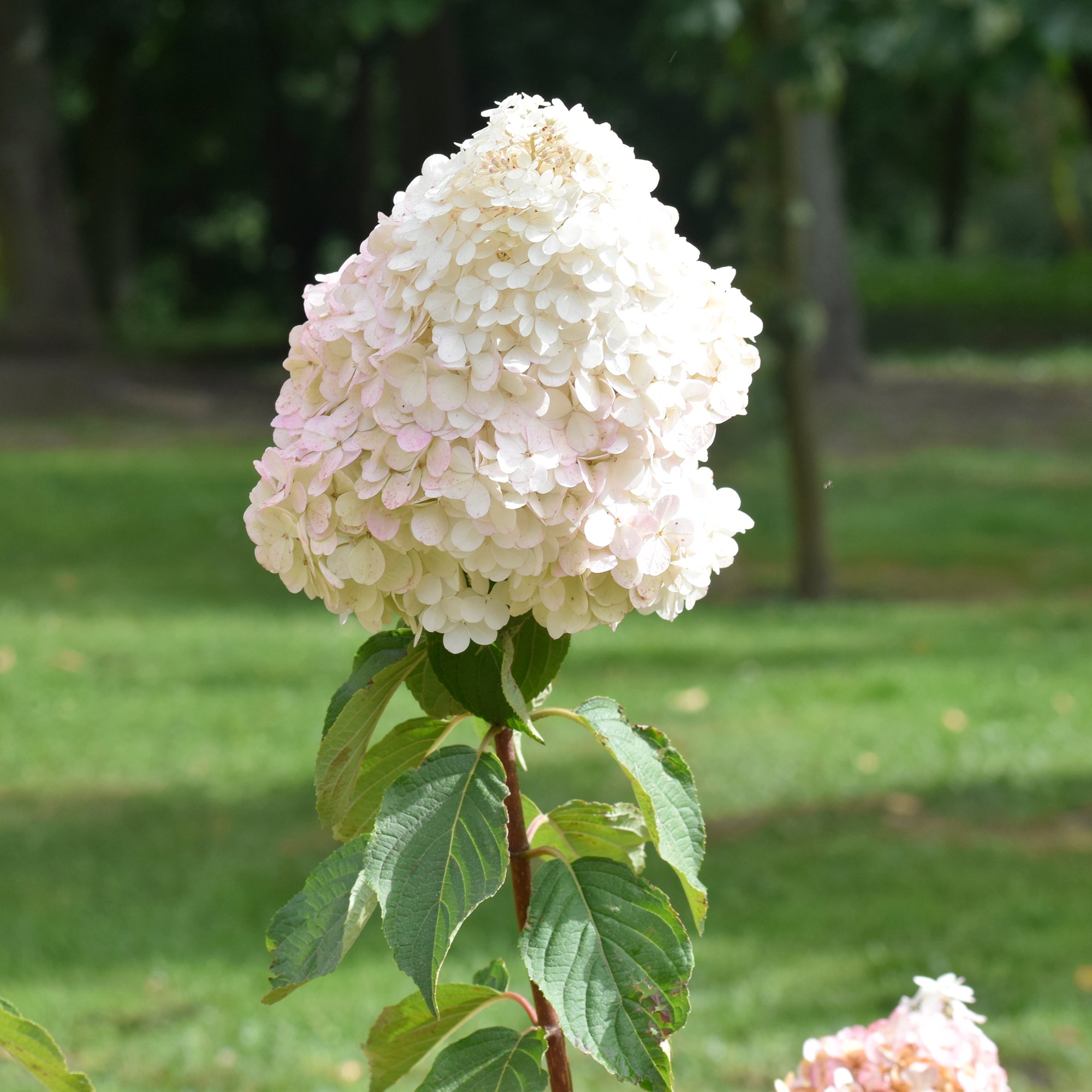 Bakker Grandiflora hortensia blanc pot Ø 9cm