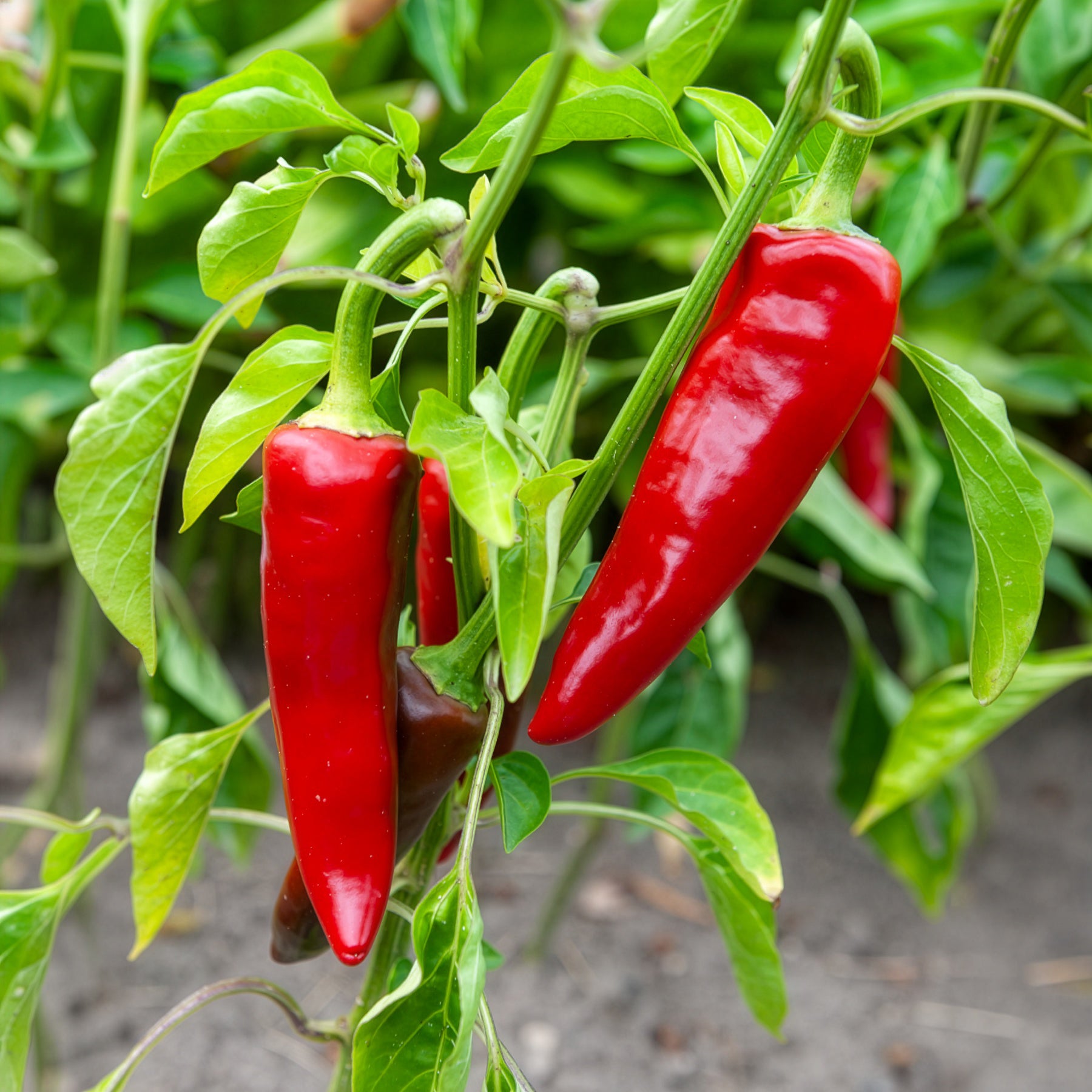 Bakker Piment Espelette Gorria graines sachet 25 graines doux