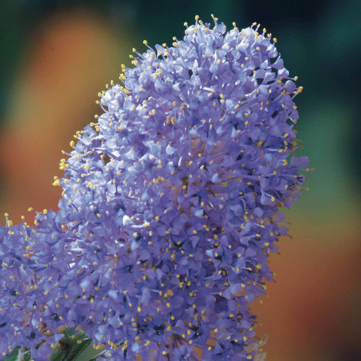 Bakker Céanothe Victoria lilas de Californie pot 1,3L 20-25cm bleu