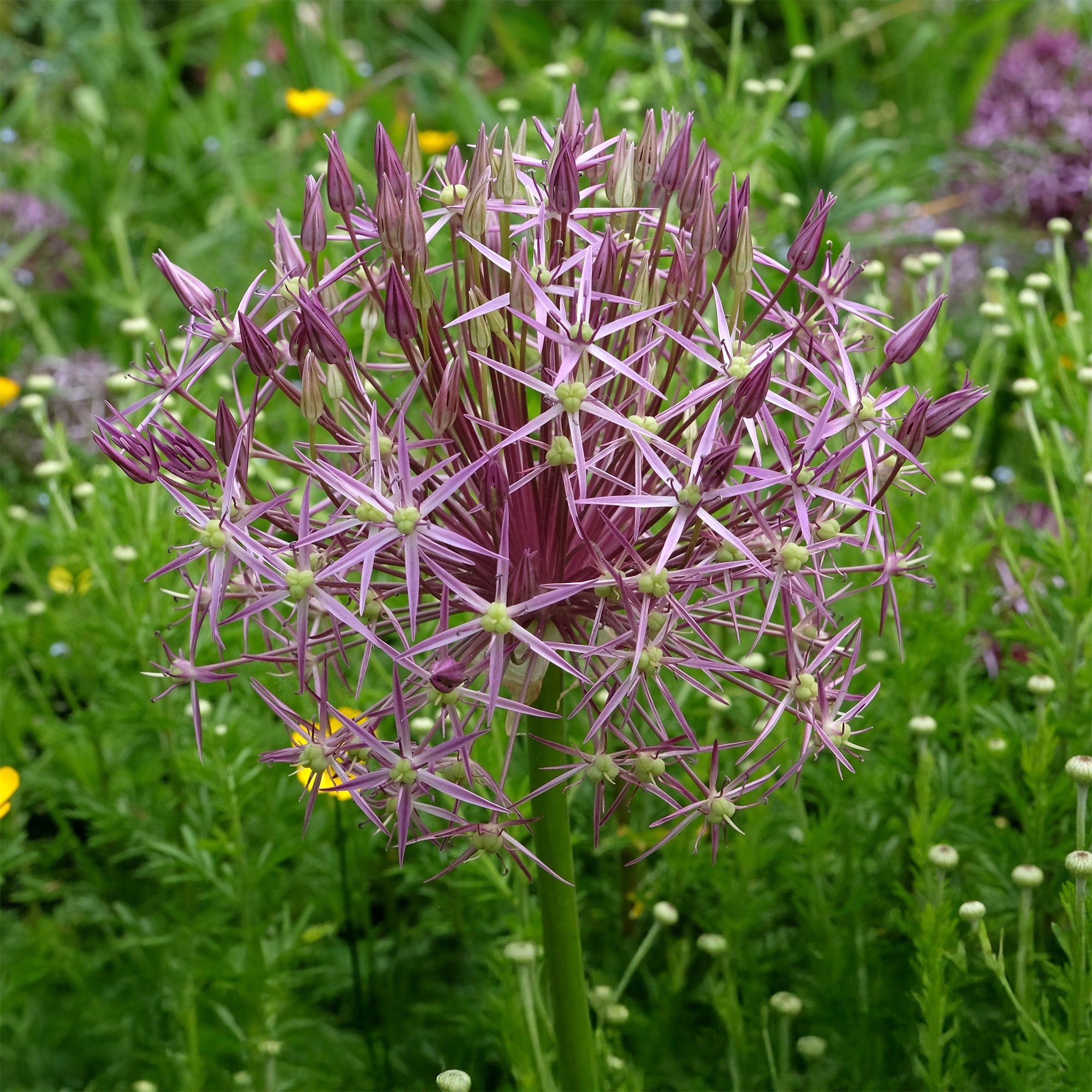 Bakker Bulbes à fleurs Allium Christophii bulbes 10 bulbes violet