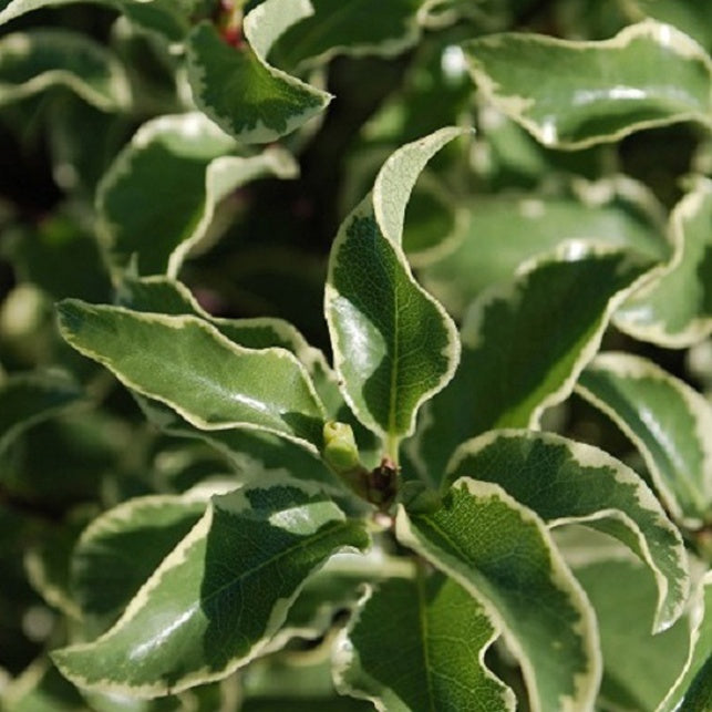Bakker Pittosporum tenuifolium variegatum pot 2 L