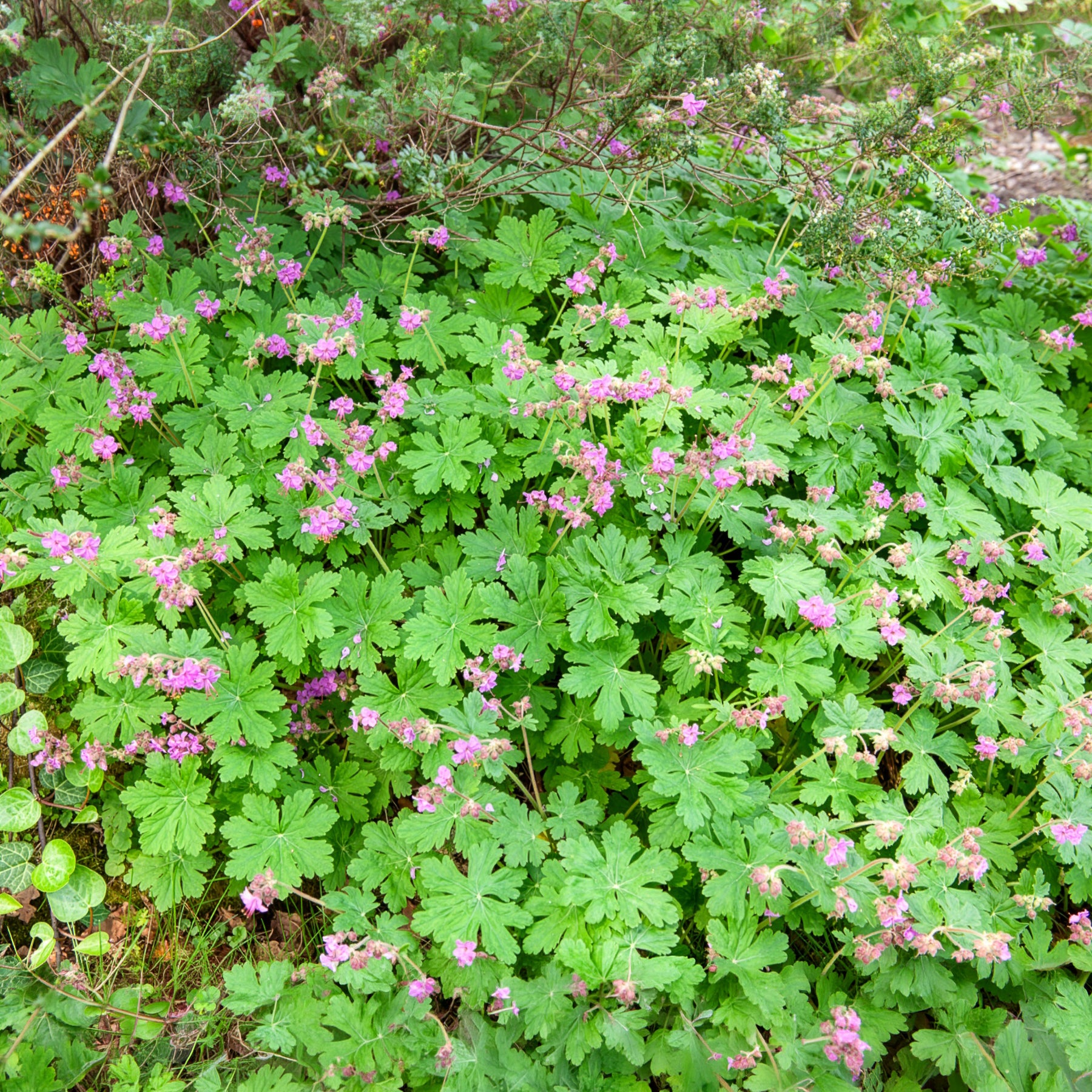 Bakker Vivaces Géranium macrorrhizum violet pot 8cm