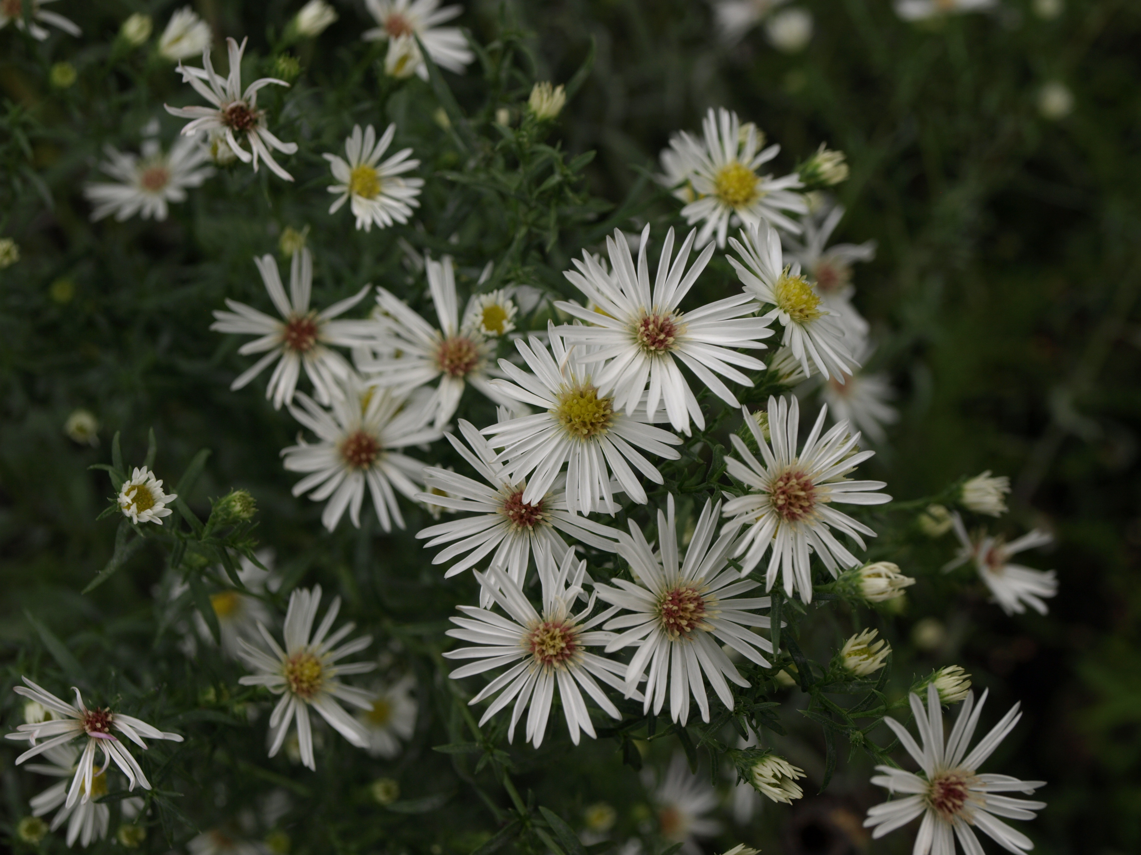 Passion Vivaces Aster Oktoberlicht plante vivace blanche godet