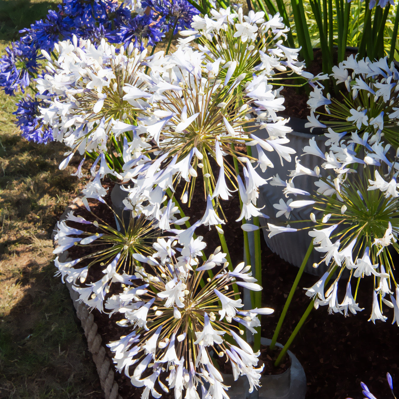 Bakker Agapanthus Enigma vivace blanche pot Ø9cm