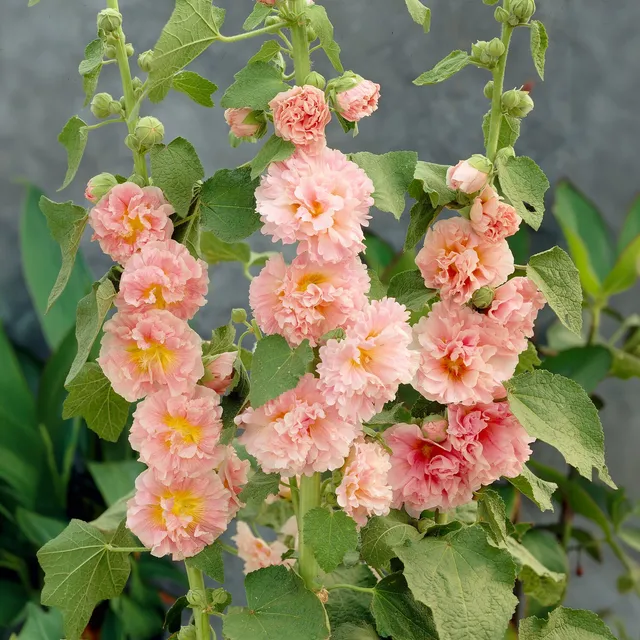 Bakker Chaters Double Apricot rose trémière pot 9cm abricot