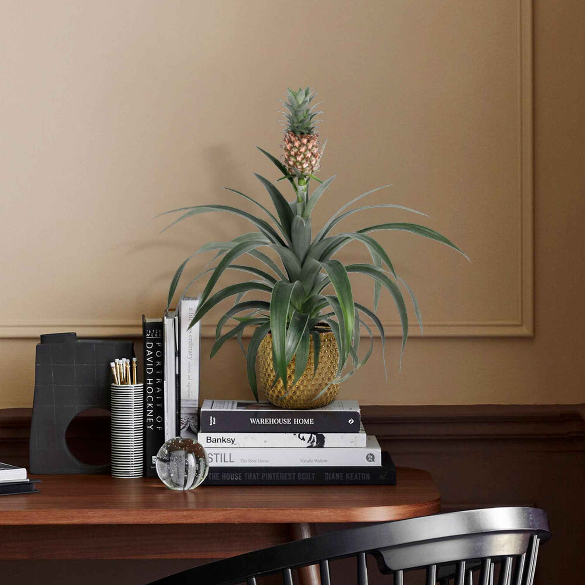 Bakker Ananas comosus plante d'intérieur pot 12cm fruit