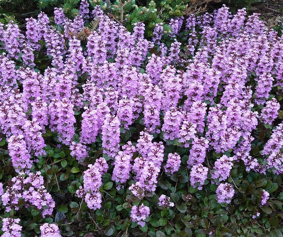 Passion Vivaces Ajuga Purple Torch plante godet couvre-sol pourpre