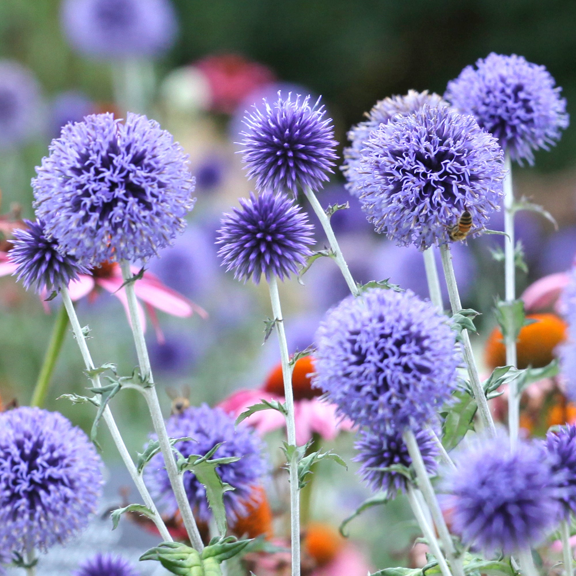 Bakker Veitch's Blue boules azurées pot 9cm bleu acier