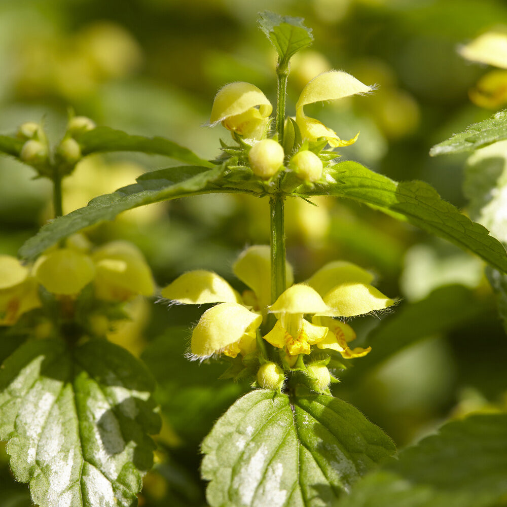 Bakker Lamier doré Florentinum vivace pot Ø 9cm jaune