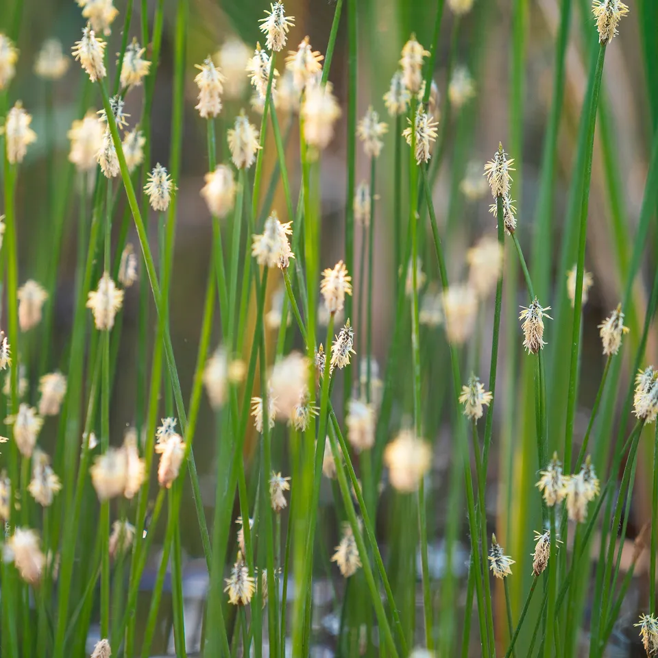 Bakker Eleocharis des marais plante de bassin pot Ø 9 cm