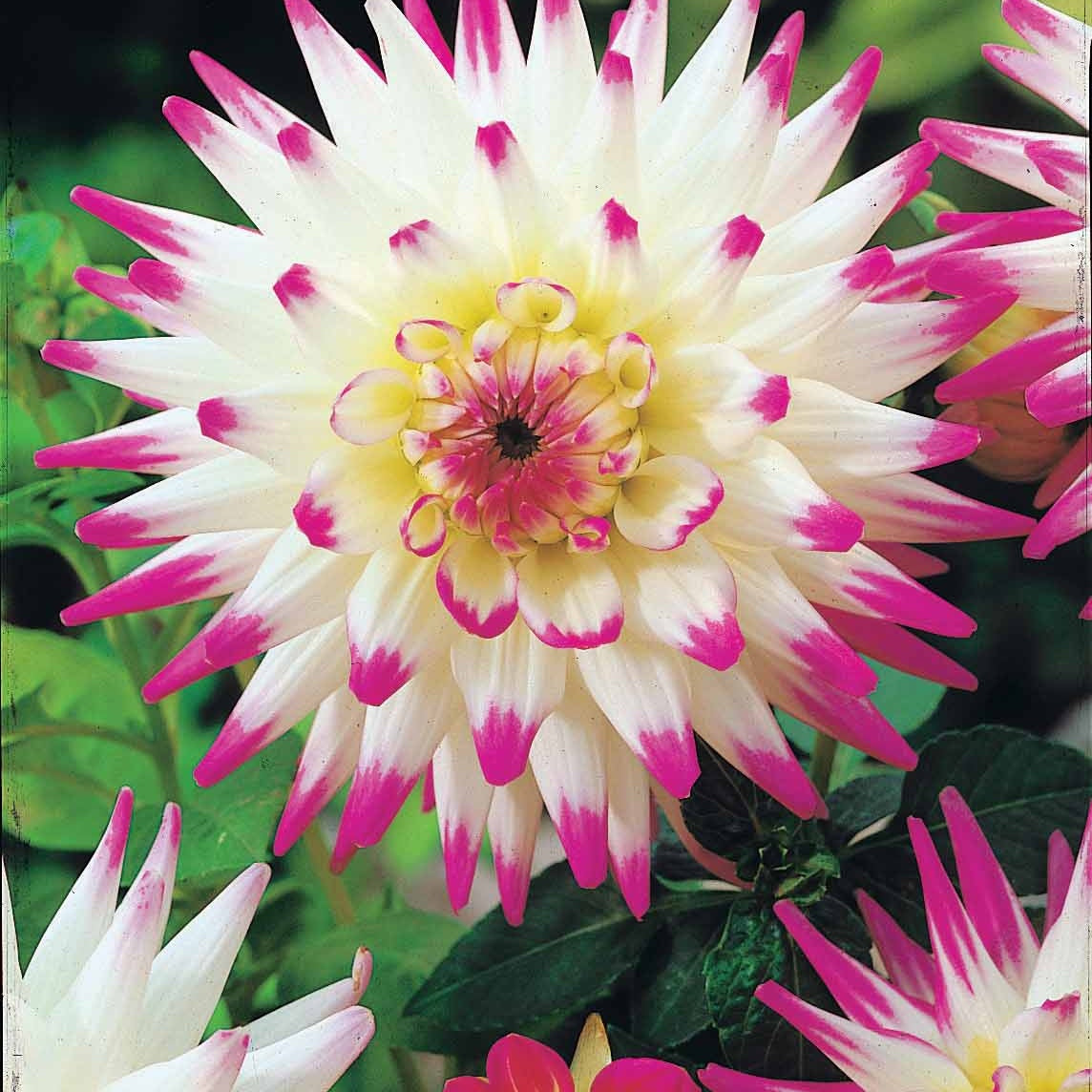 Bakker dahlias cactus en mélange sachet 8 bulbes