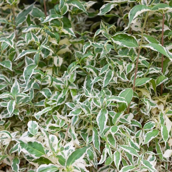 Bakker Diervilla Variegata arbuste jaune pot 3L 30cm